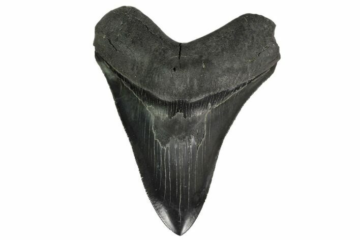 Serrated, Fossil Megalodon Tooth - Georgia #158748